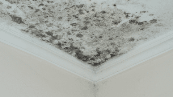 everything-you-need-to-know-about-mold