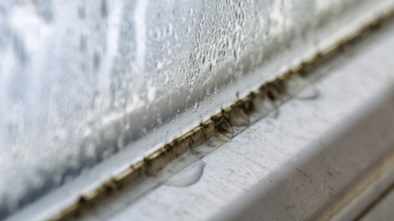 where-to-look-for-mold-in-your-home