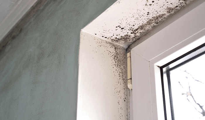Things You Can Do to Prevent Mold Growth in Your Home
