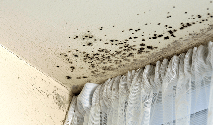 Mold Damage: What Causes Attic Mold Growth?