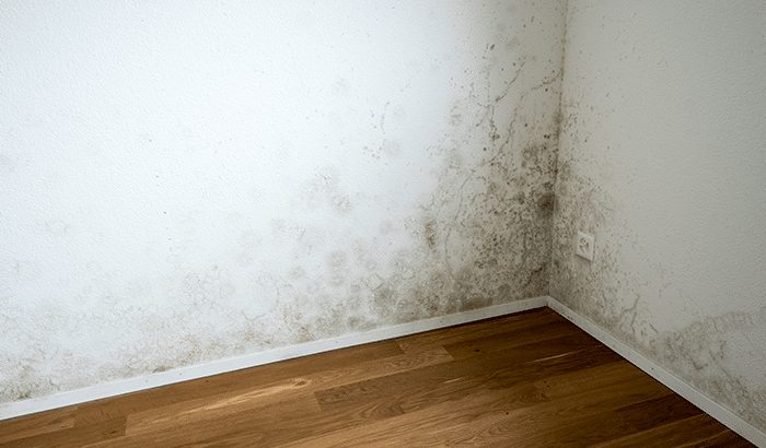 How Do You Know if Mold is Behind Drywall?