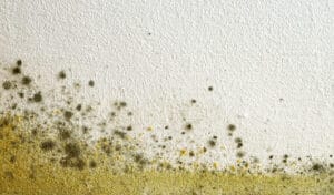 How Dangerous is Mold in Your Walls?
