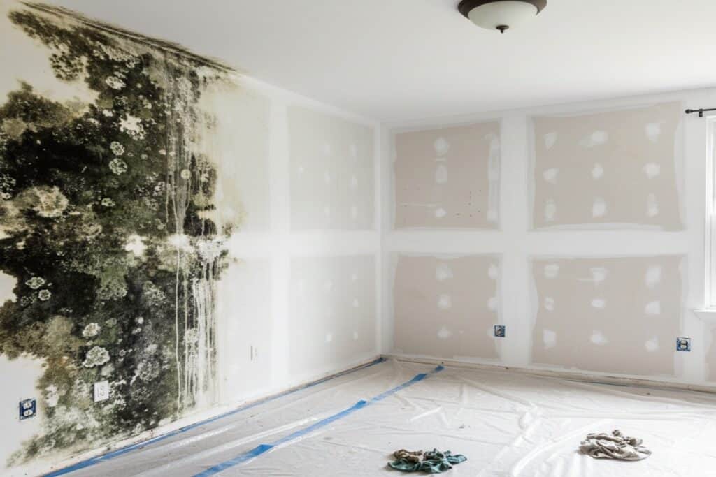 How Long Does it Take to Remove Mold