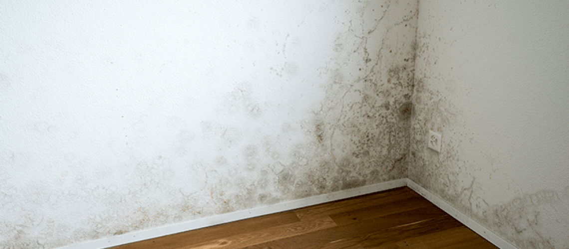 How Do You Know if Mold is Behind Drywall?