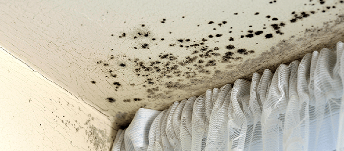 Mold Damage: What Causes Attic Mold Growth?