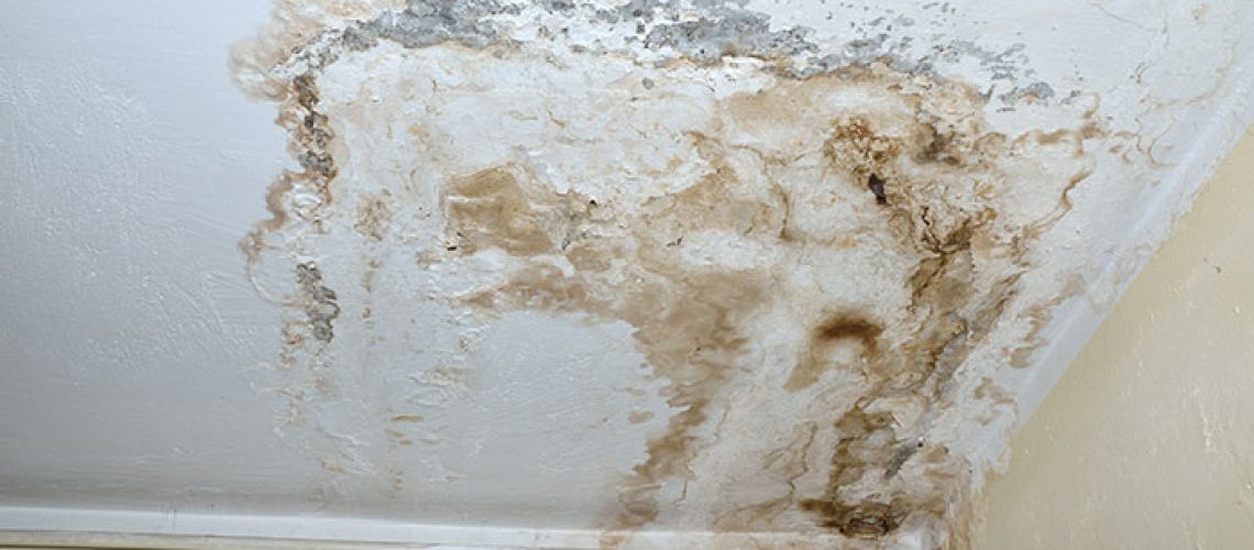 The-Scary-Reality-of-Mold-in-Your-Home