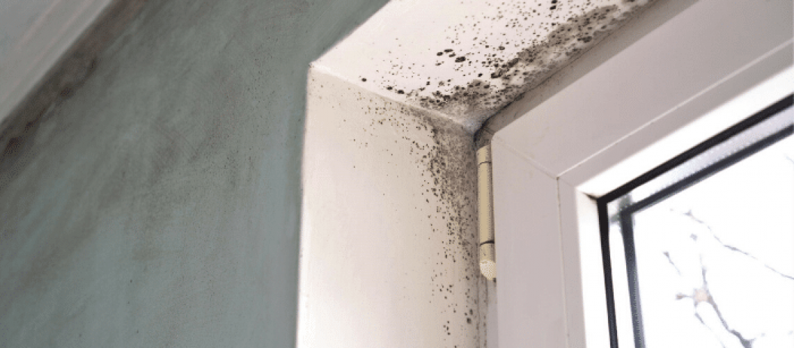 Can You Clean Up Mold Yourself?