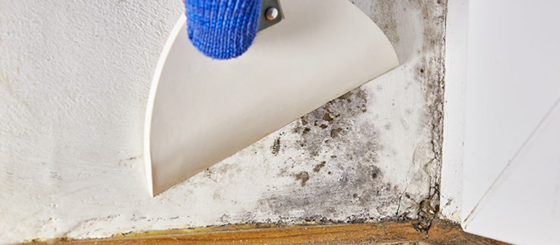 What Types of Mold Are Toxic? 5 to Keep An Eye Out For